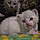 Snowball