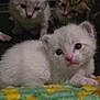 kitten, cat, animal, pet, cute, feline, young, indoor, cage, blanket, white_kitten, brown_kitten, tabby_kitten, fur, small, resting, closeup, domestic_animal, mammal, curious