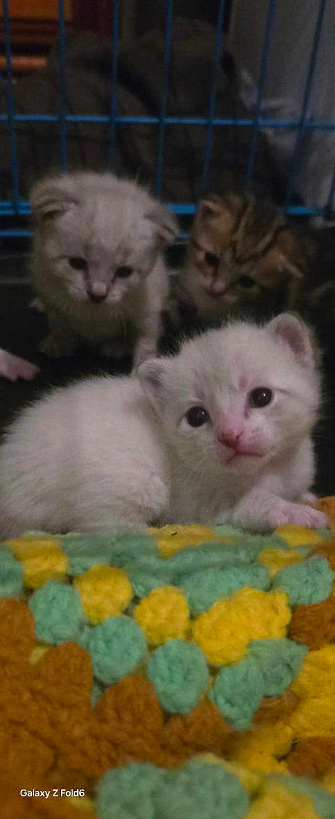 Snowball joined the competition — help win amazing prizes! kitten, cat, animal, pet, cute, feline, young, indoor, cage, blanket, white_kitten, brown_kitten, tabby_kitten, fur, small, resting, closeup, domestic_animal, mammal, curious