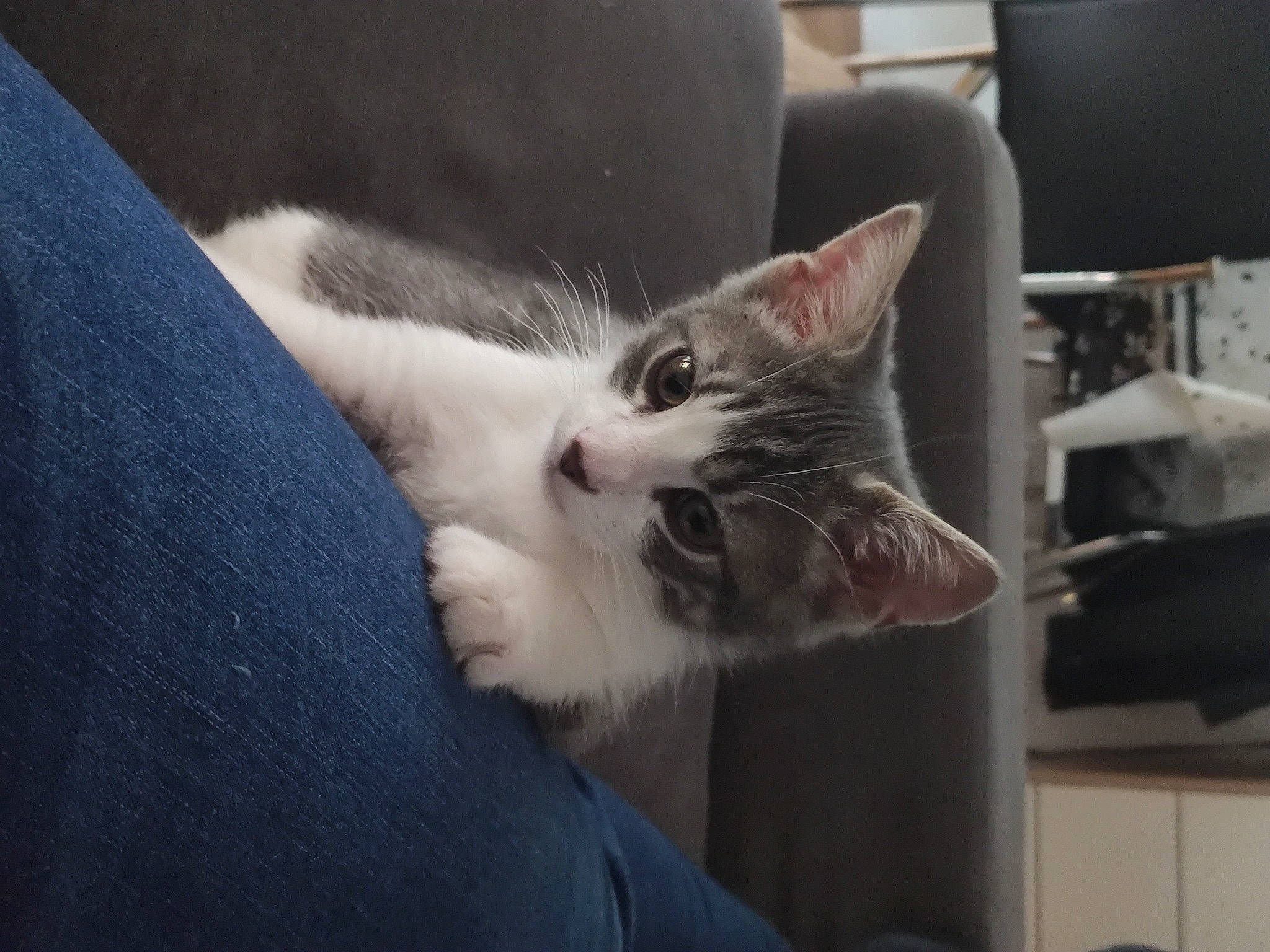 Reglisse participe au concours pour gagner de l'argent avec cette photo : aegean_cat, asian, carnivore, cat, domestic_short_haired_cat, ear, european_shorthair, felidae, fur, kitten, mammal, ojos_azules, paw, polydactyl_cat, small_to_medium_sized_cats, snout, turkish_angora, turkish_van, whiskers