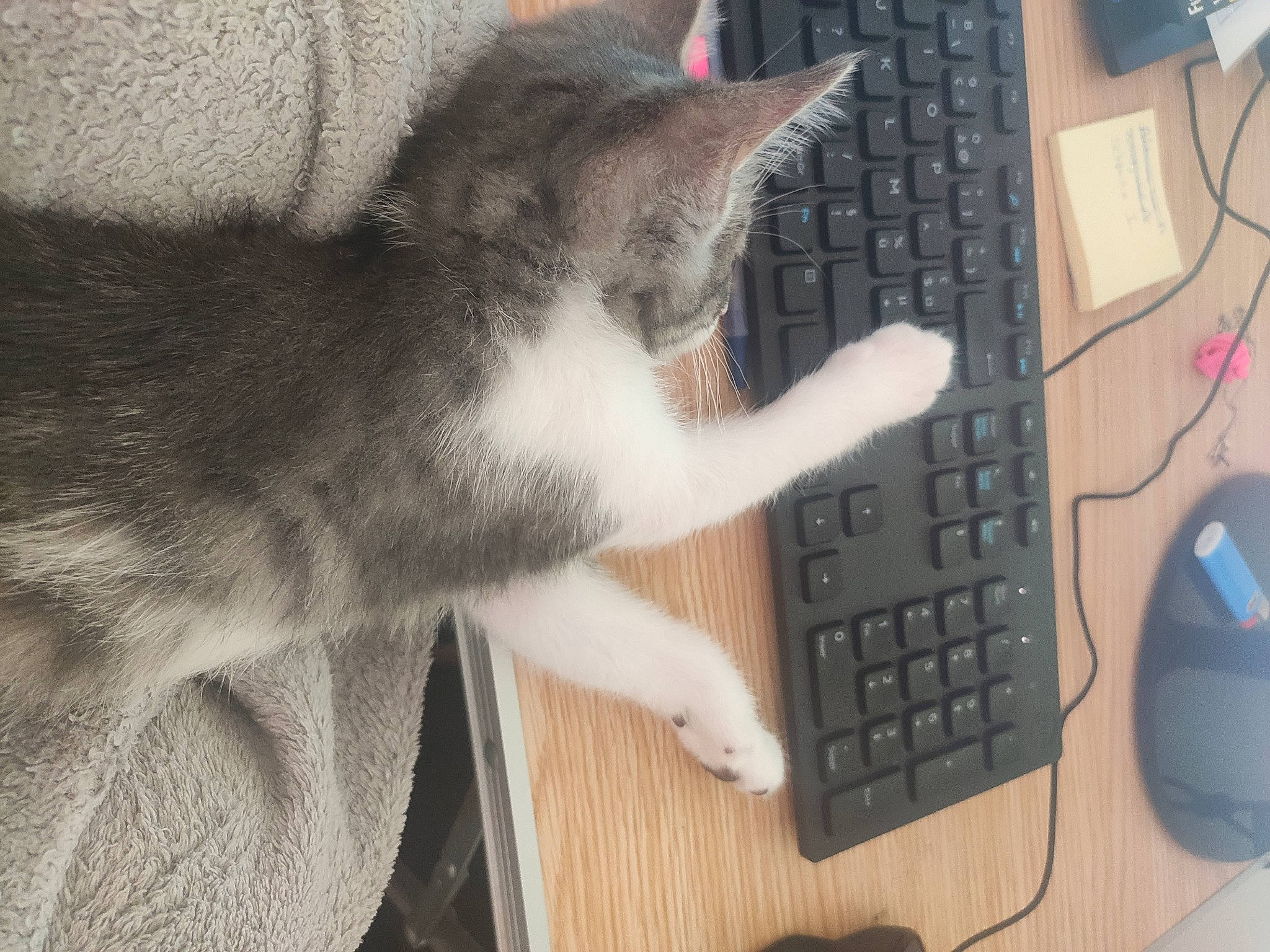 Reglisse participe au concours pour gagner de l'argent avec cette photo : aegean_cat, british_shorthair, carnivore, cat, computer, computer_keyboard, domestic_short_haired_cat, ear, electronic_device, european_shorthair, felidae, input_device, kitten, mammal, paw, polydactyl_cat, small_to_medium_sized_cats, tail, technology, whiskers