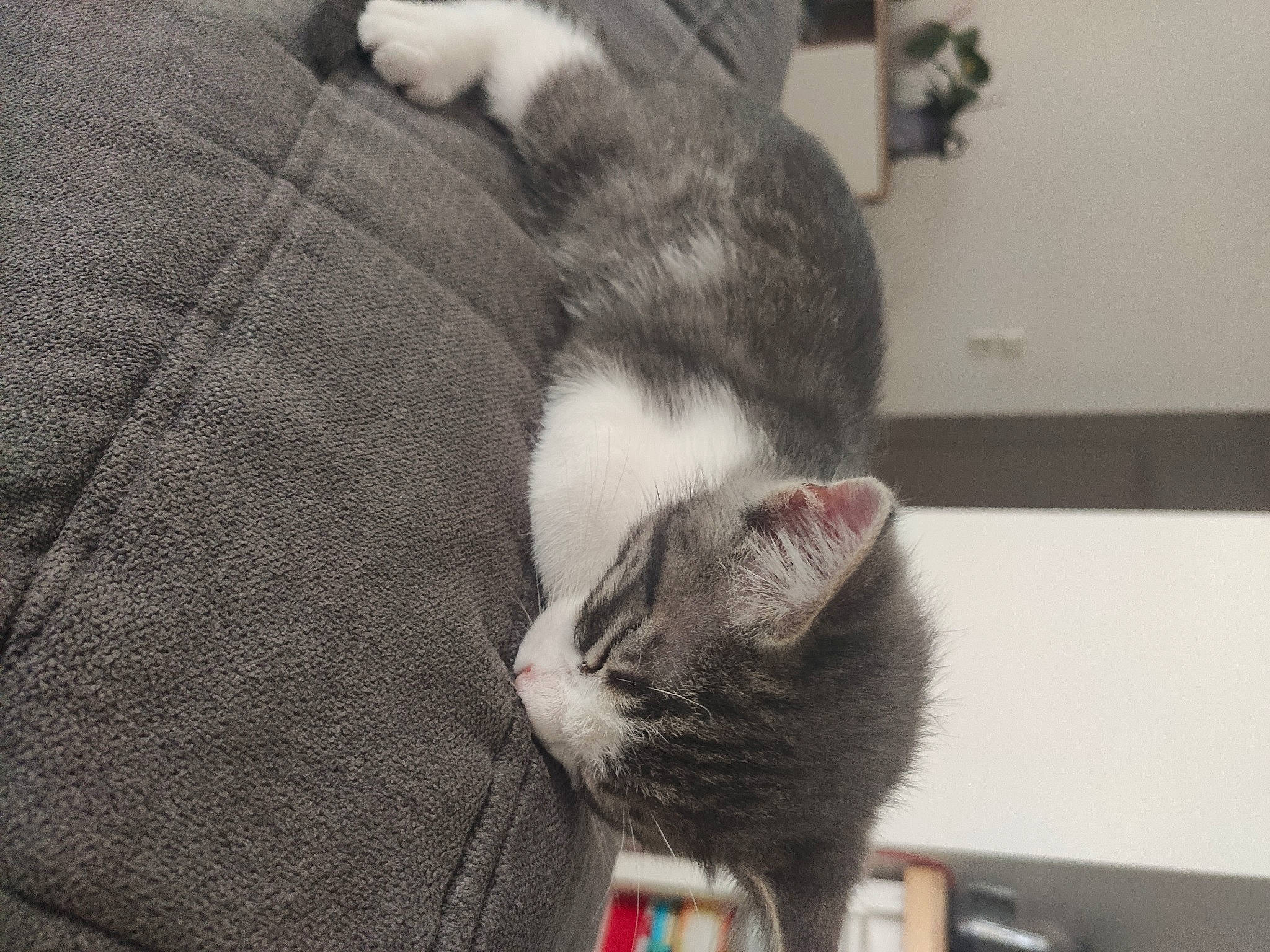 Reglisse a rejoint le concours — aidez-le/la à gagner de superbes lots ! aegean_cat, american_shorthair, american_wirehair, asian, carnivore, cat, domestic_short_haired_cat, ear, european_shorthair, felidae, fur, kitten, paw, polydactyl_cat, small_to_medium_sized_cats, snout, tail, whiskers