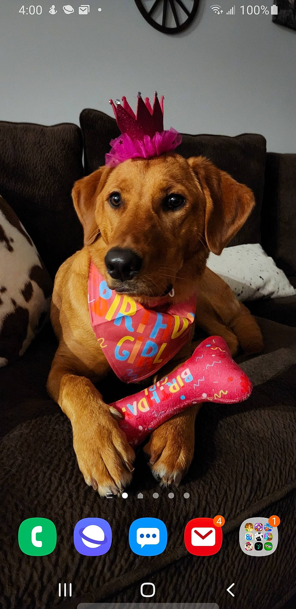 Dakota joined the competition — help win amazing prizes! canidae, carnivore, collar, comfort, companion_dog, dog, dog_breed, dog_clothes, dog_collar, dog_supply, fawn, leash, liver, pet_supply, pink, smile, snout, sporting_group, whiskers, working_animal