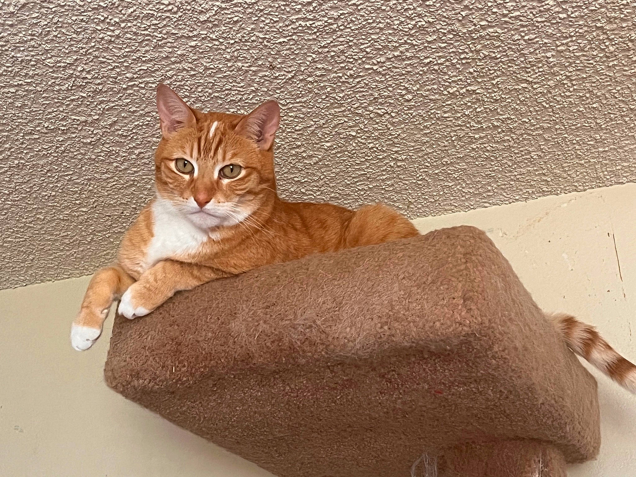 Gingerboy joined the competition — help win amazing prizes! brown, carnivore, cat, cat_supply, comfort, domestic_short_haired_cat, fawn, felidae, fur, linens, paw, pet_supply, sitting, small_to_medium_sized_cats, snout, tail, terrestrial_animal, whiskers, window, wood