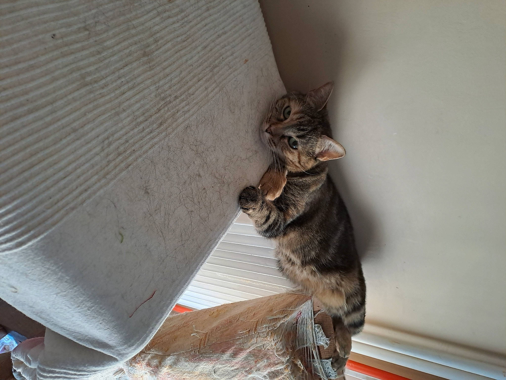 Louloute participe au concours pour gagner de l'argent avec cette photo : carnivore, cat, cat_supply, claw, domestic_short_haired_cat, fawn, felidae, fur, pet_supply, small_to_medium_sized_cats, snout, tail, whiskers, wood