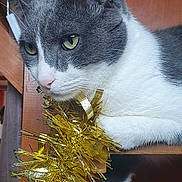 Tom participe au concours pour gagner de l'argent avec cette photo : animal, cat, closeup, curious, cute, domestic_cat, feline, fur, gold_tinsel, gray_cat, holiday_decor, household, indoor, paw, pet, resting, tinsel, whiskers, white_cat, wooden_shelf