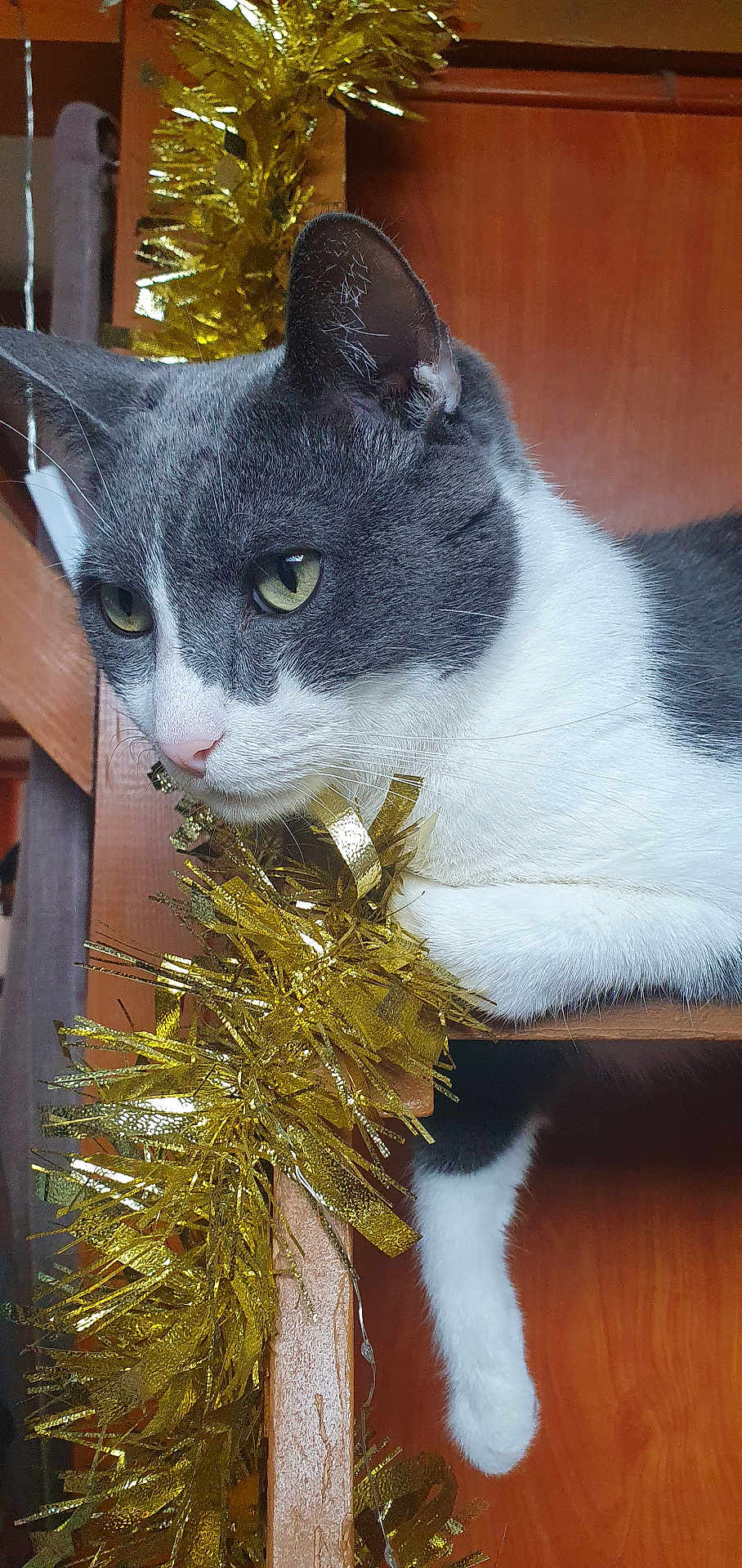 Tom