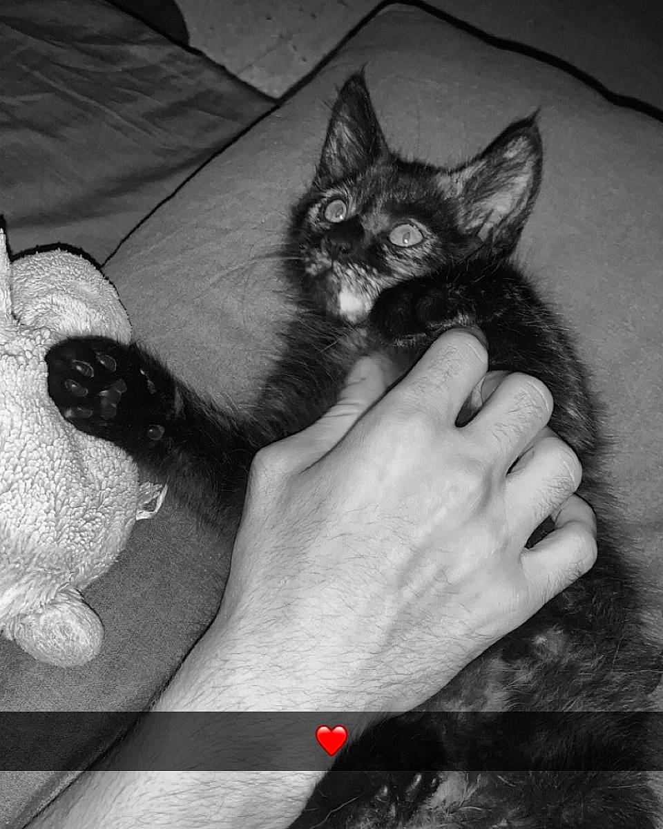 Priska participe au concours pour gagner de l'argent avec cette photo : black, black_and_white, carnivore, cat, comfort, ear, felidae, finger, gesture, grey, hand, human_leg, leg, monochrome, monochrome_photography, paw, small_to_medium_sized_cats, snout, style, whiskers