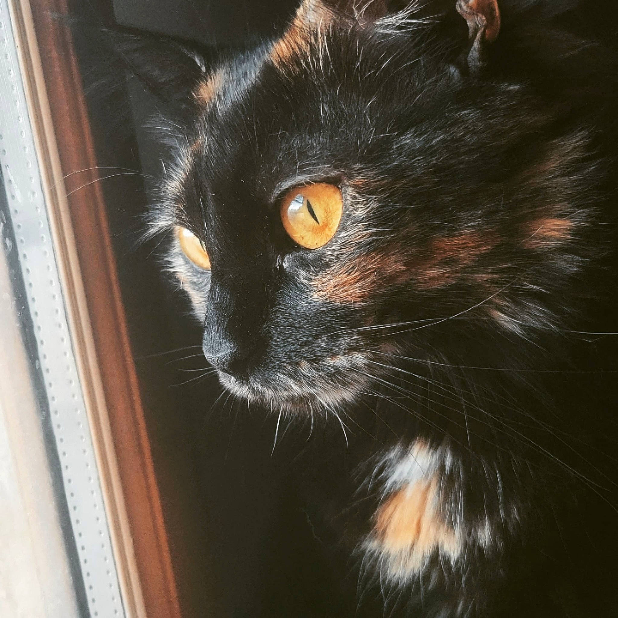 Priska a rejoint le concours — aidez-le/la à gagner de superbes lots ! black_cat, bombay, carnivore, cat, claw, darkness, domestic_short_haired_cat, door, eye, felidae, fur, head, iris, small_to_medium_sized_cats, snout, tail, terrestrial_animal, whiskers, window, wood