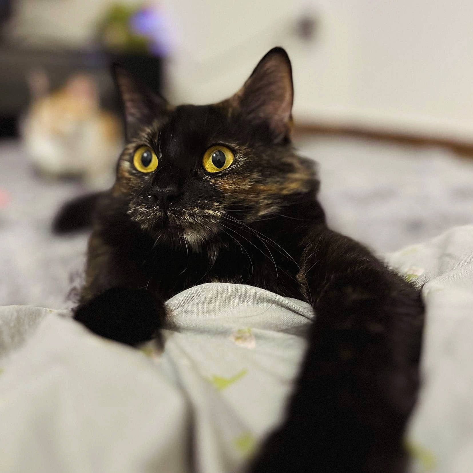 Priska participe au concours pour gagner de l'argent avec cette photo : black_cat, bombay, carnivore, cat, claw, close_up, comfort, domestic_short_haired_cat, felidae, fur, small_to_medium_sized_cats, snout, terrestrial_animal, whiskers