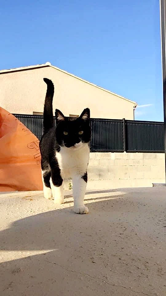 Biscuit participe au concours pour gagner de l'argent avec cette photo : art, building, canidae, carnivore, cat, dog_breed, domestic_short_haired_cat, felidae, fur, road, road_surface, sand, shadow, sky, small_to_medium_sized_cats, snout, street, tail, tints_and_shades, whiskers