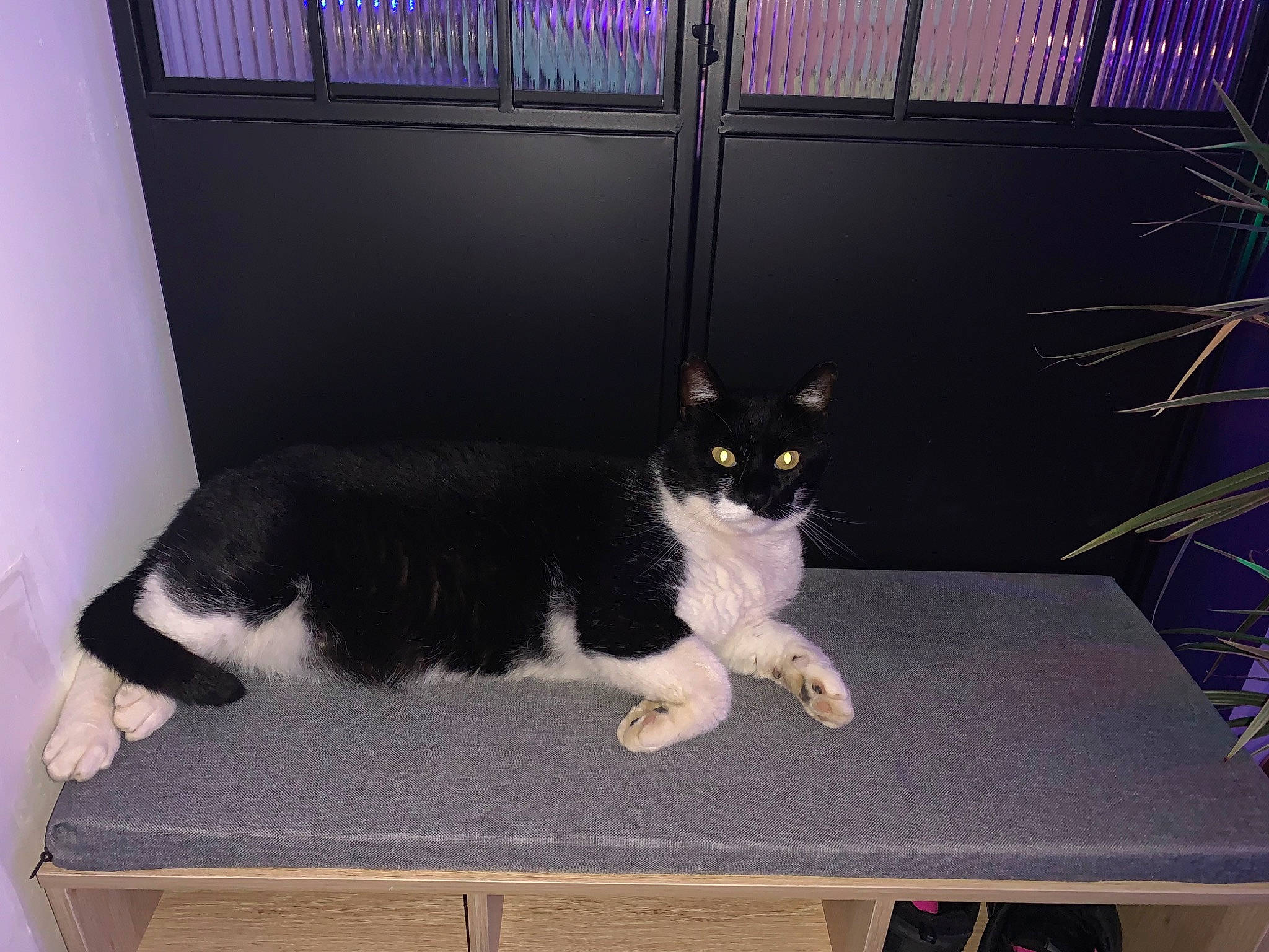 Biscuit a rejoint le concours — aidez-le/la à gagner de superbes lots ! black, carnivore, cat, cat_supply, comfort, desk, domestic_short_haired_cat, felidae, fur, grey, pedestal, pet_supply, rectangle, room, sitting, small_to_medium_sized_cats, table, tail, whiskers, white