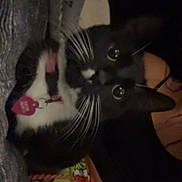 Boo joined the competition — help win amazing prizes! cat, tuxedo_cat, whiskers, pet, indoor, closeup, pink_tag, curious, black_and_white, animal, feline, cozy, fabric, colorful, pattern, night, eyes, cute, domestic_cat, portrait