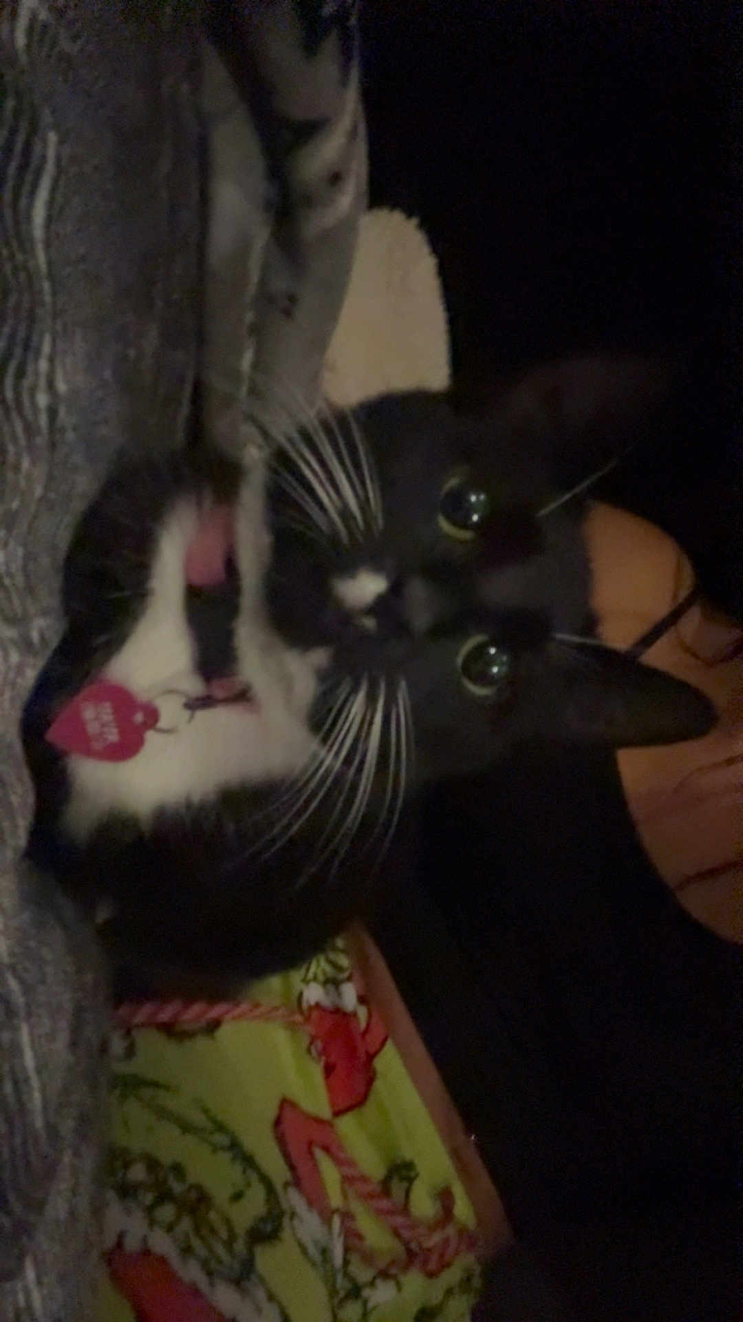 Boo joined the competition — help win amazing prizes! cat, tuxedo_cat, whiskers, pet, indoor, closeup, pink_tag, curious, black_and_white, animal, feline, cozy, fabric, colorful, pattern, night, eyes, cute, domestic_cat, portrait