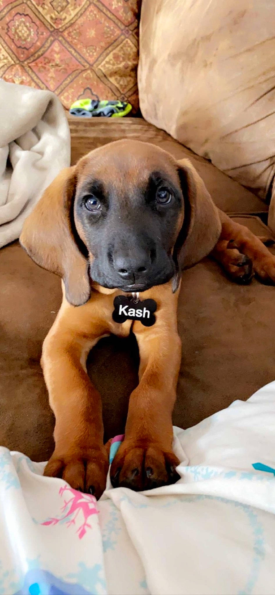 Kash
