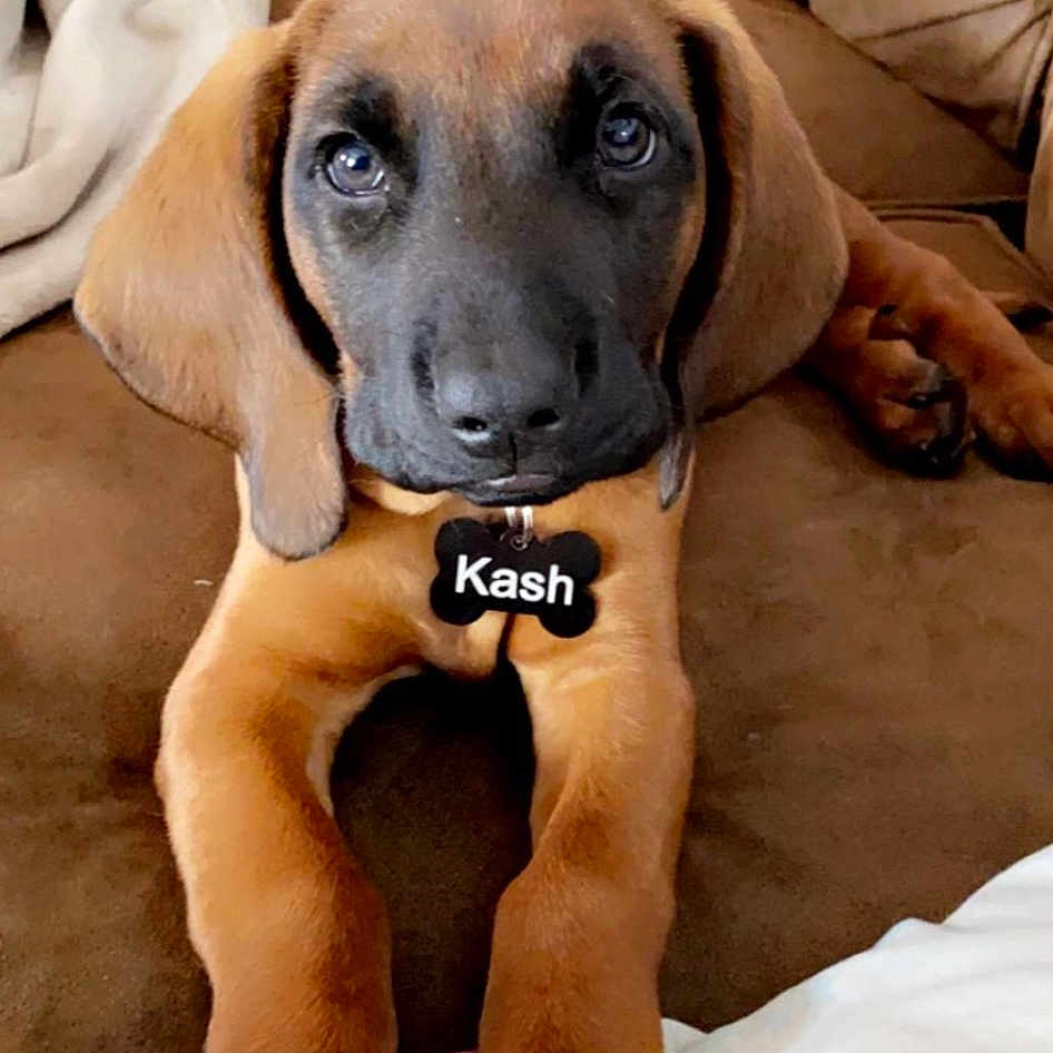 Kash