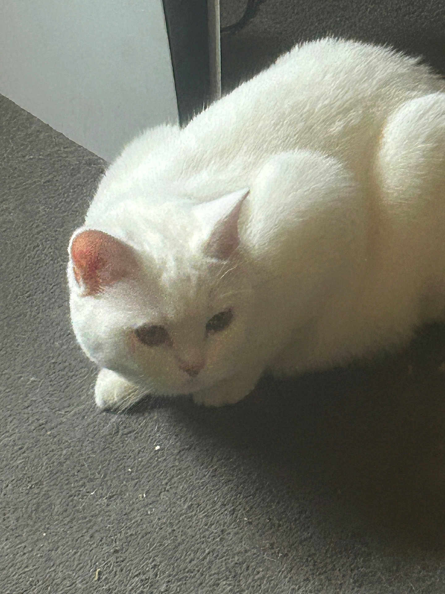 Mollie joined the competition — help win amazing prizes! animal, cat, cozy, cute, domestic_animal, ears, feline, floor, fur, indoor, paw, pet, relaxation, resting, shadow, sleepy, sunlight, texture, whiskers, white_cat