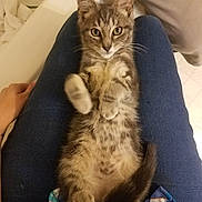 Toby is registered to the contest to win money with this photo: aegean_cat, california_spangled, cat, cat_like_mammal, domestic_short_haired_cat, dragon_li, european_shorthair, fur, kitten, pixie_bob, small_to_medium_sized_cats, tabby_cat, whiskers