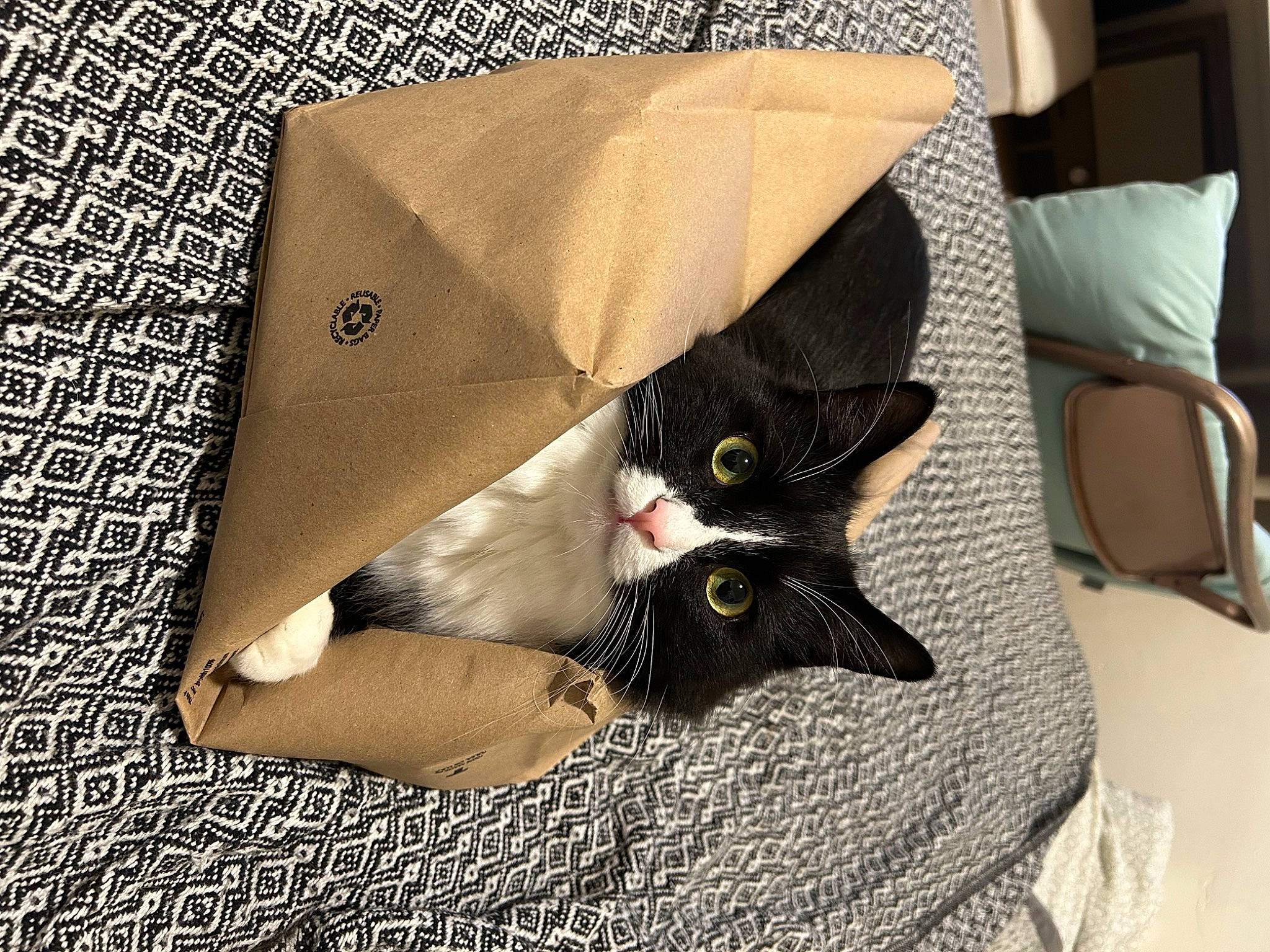 Chowder joined the competition — help win amazing prizes! bag, bedding, carnivore, cat, chair, comfort, domestic_short_haired_cat, fashion_accessory, felidae, fur, linens, packaging_and_labeling, paper, paper_bag, paper_product, pattern, rectangle, small_to_medium_sized_cats, textile, whiskers