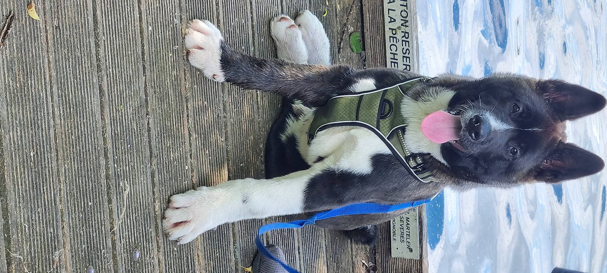 Herkane participe au concours pour gagner de l'argent avec cette photo : canidae, carnivore, collar, companion_dog, dog, dog_breed, dog_collar, dog_supply, fawn, fur, paw, pet_supply, snout, sporting_group, tail, tree, white, window, wood, working_animal