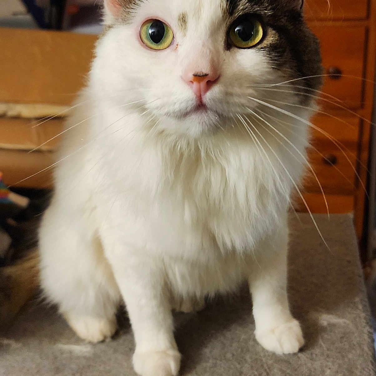 Violet is registered to the contest to win money with this photo: cat, feline, pet, animal, black_and_white, fluffy, longhaired, heterochromia, green_eye, yellow_eye, whiskers, pink_nose, sitting, portrait, indoor, home, wooden_furniture, carpet, scratching_post, close_up