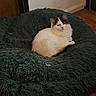 Violet joined the competition — help win amazing prizes! cat, feline, white_cat, tabby, fluffy, long_hair, pet, animal, sleepy, lounging, sitting, indoors, pet_bed, shaggy_bed, green, wood_floor, blue_bowl, home, portrait, relaxed