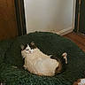 cat, cats, white_cat, tabby, orange_cat, fluffy, pet, animal, donut_bed, pet_bed, green_bed, lounging, lying_down, indoors, wooden_floor, door, wall, home, toy, portrait