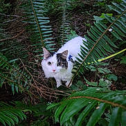 Violet joined the competition — help win amazing prizes! cat, feline, white_fur, black_patches, fluffy, green_eyes, animal, pet, collar, outdoor, forest, woodland, ferns, foliage, vegetation, nature, underbrush, portrait, looking_at_camera, camouflage