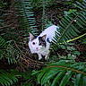 cat, feline, white_fur, black_patches, fluffy, green_eyes, animal, pet, collar, outdoor, forest, woodland, ferns, foliage, vegetation, nature, underbrush, portrait, looking_at_camera, camouflage