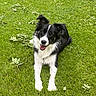 Ayce a rejoint le concours — aidez-le/la à gagner de superbes lots ! animal, border_collie, canine, dog, ears, friendly, fur, garden, grass, greenery, happy, leaf, lying_down, nature, outdoor, pet, playful, smiling, summer, tongue