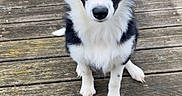 Ayce a rejoint le concours — aidez-le/la à gagner de superbes lots ! alert, animal, black_and_white, border_collie, canine, companion, curious, cute, dog, domestic_animal, ears, friendly, fur, nature, outdoor, paw, pet, portrait, sitting, wooden_deck