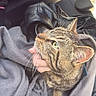 animal, blanket, car_seat, casual, cat, close_up, comfort, cozy, domestic_cat, feline, fur, green_eyes, hand, human_interaction, indoor, leather_jacket, pet, resting, tabby, whiskers
