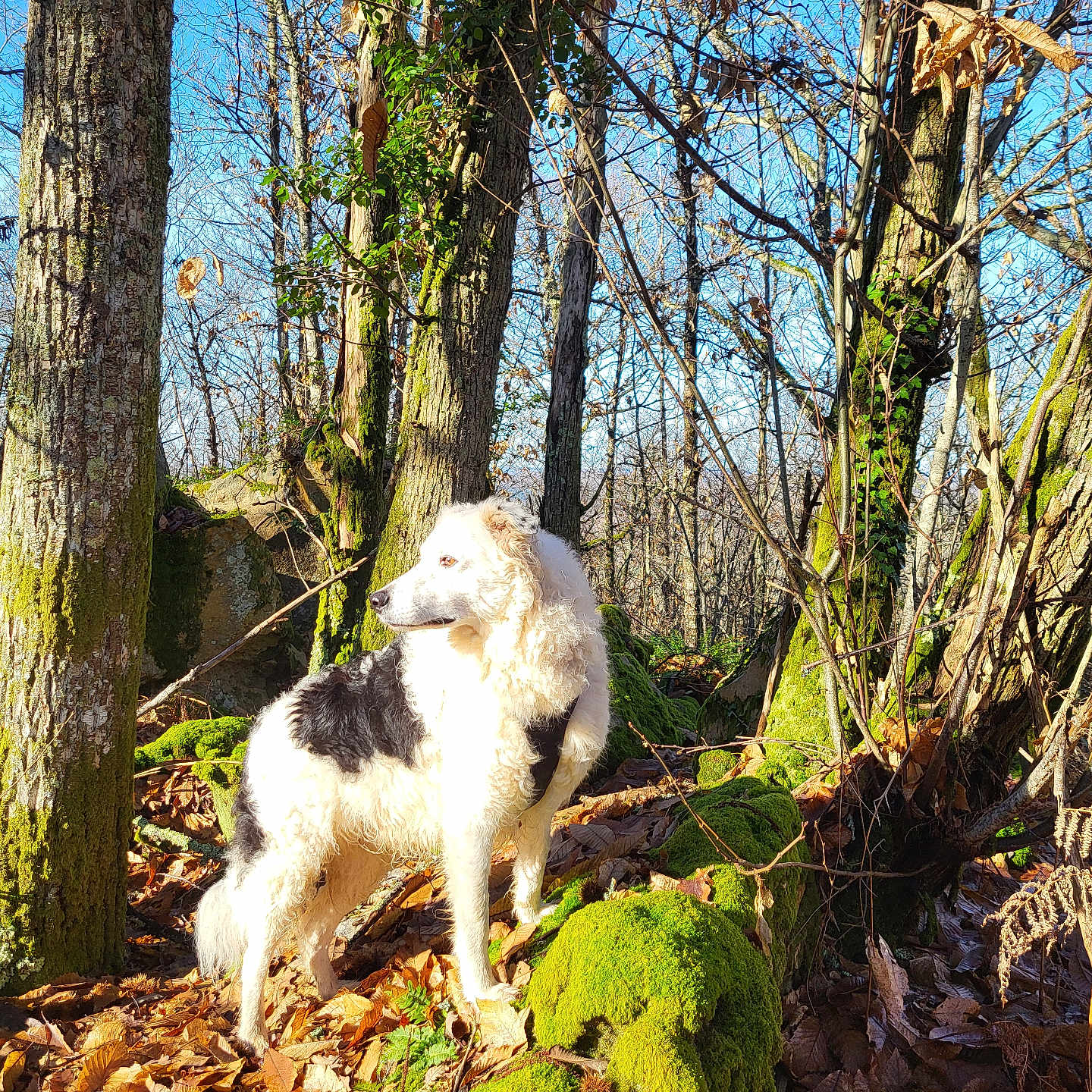 Flocon participe au concours pour gagner de l'argent avec cette photo : animal, canine, dog, grass, grove, jungle, land, moss, nature, outdoors, pet, plant, rainforest, rock, soil, tree, treetrunk, vegetation, wilderness, woodland