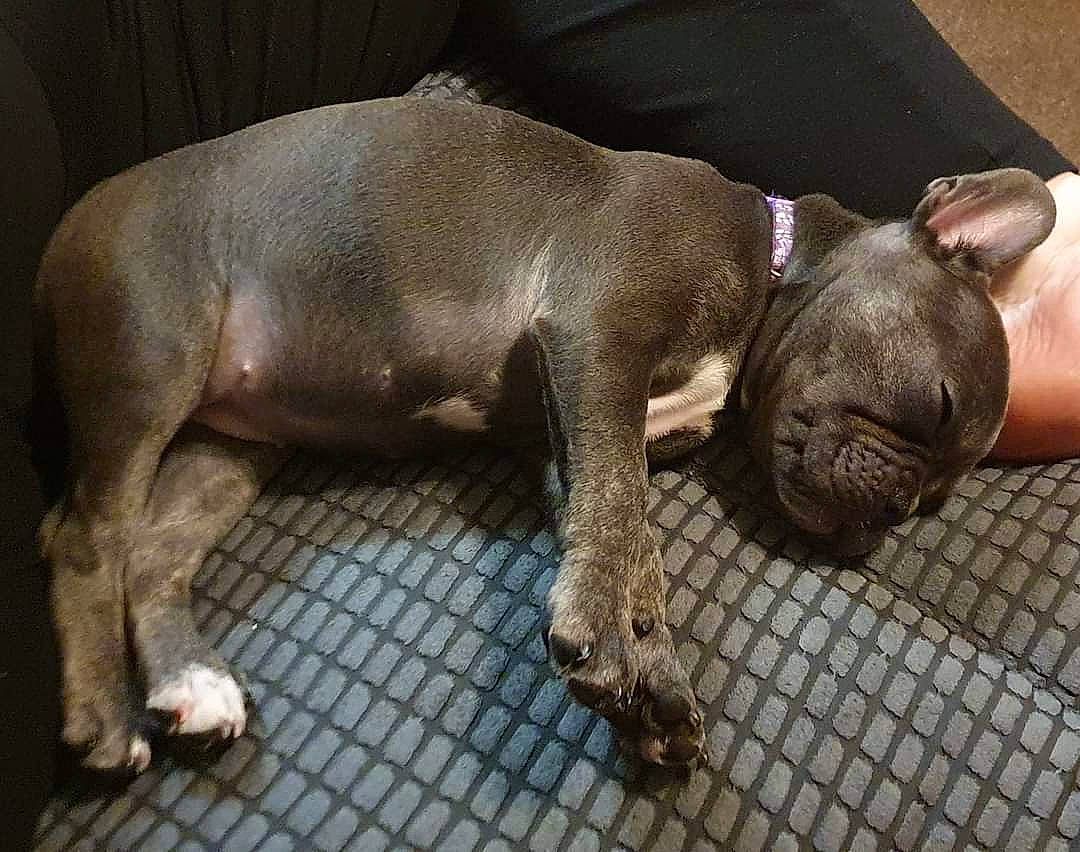 Millie is registered to the contest to win money with this photo: canidae, carnivore, claw, comfort, companion_dog, dog, dog_breed, fawn, fur, liver, non_sporting_group, paw, snout, sporting_group, tail, terrestrial_animal, whiskers, working_animal, wrinkle