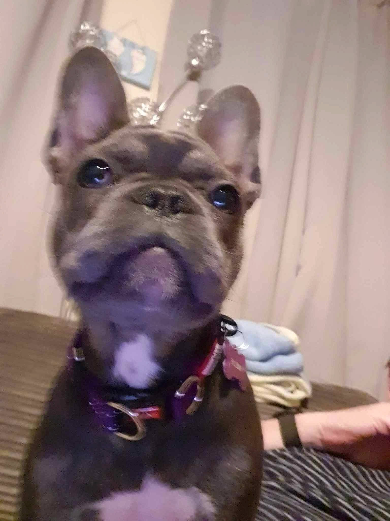 Millie joined the competition — help win amazing prizes! canidae, carnivore, collar, companion_dog, dog, dog_breed, dog_collar, ear, fashion_accessory, fawn, french_bulldog, fur, liver, pet_supply, snout, sporting_group, toy_dog, whiskers, working_animal, wrinkle