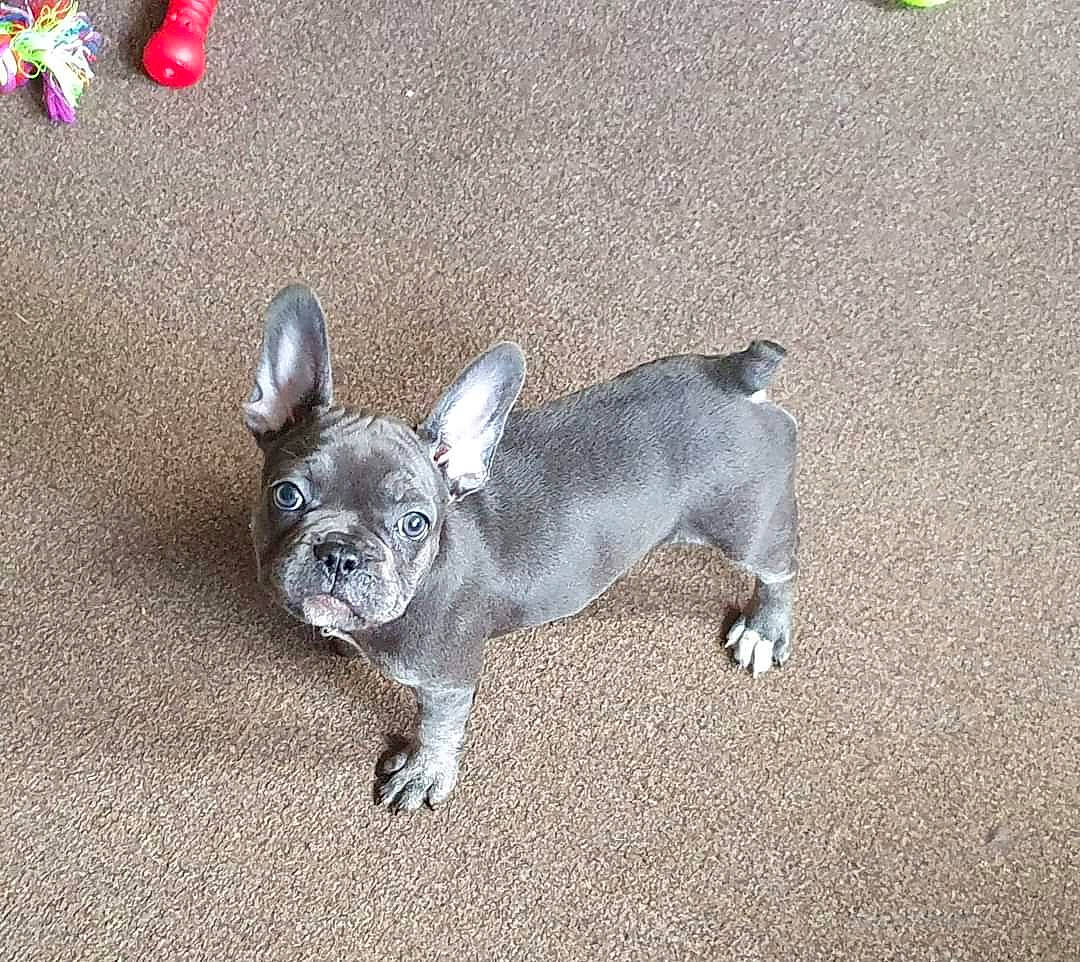 Millie is registered to the contest to win money with this photo: asphalt, canidae, carnivore, companion_dog, dog, dog_breed, dog_supply, fawn, grey, paw, pet_supply, puppy, road_surface, snout, soil, sporting_group, tail, terrestrial_animal, toy_dog, working_animal