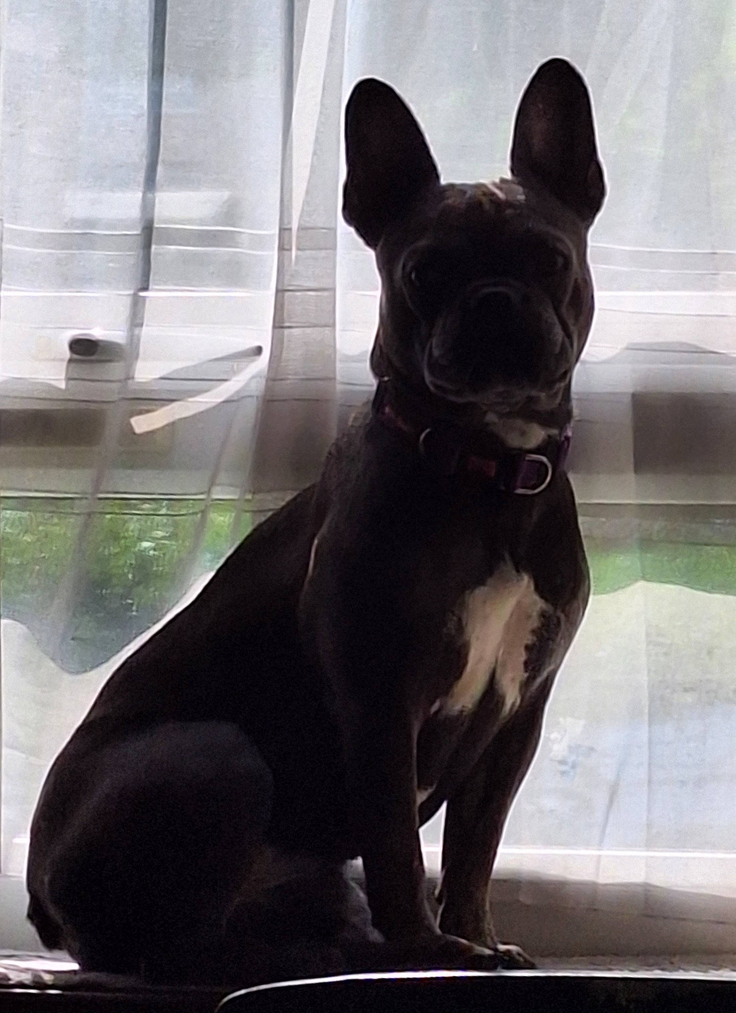 Millie is registered to the contest to win money with this photo: art, boston_terrier, bulldog, canidae, carnivore, companion_dog, dog, dog_breed, dog_collar, fawn, felidae, non_sporting_group, snout, sporting_group, tail, terrestrial_animal, whiskers, window, windshield, working_animal