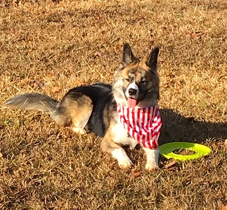 Trump joined the competition — help win amazing prizes! canidae, carnivore, companion_dog, dog, dog_breed, dog_supply, east_european_shepherd, fawn, grass, herding_dog, plant, soil, sporting_group, tail, terrestrial_animal, working_animal, working_dog