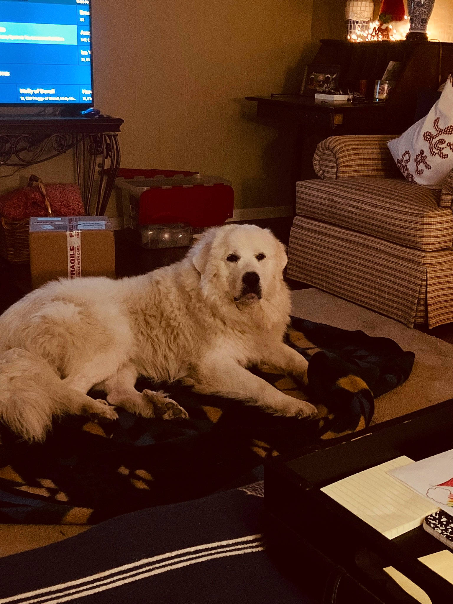 Jake joined the competition — help win amazing prizes! canidae, carnivore, chair, comfort, companion_dog, couch, dog, dog_breed, flooring, fur, gas, gun_dog, lamp, living_room, metal, room, sporting_group, studio_couch, television, working_animal