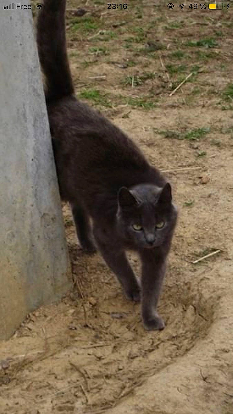 Zamour a rejoint le concours — aidez-le/la à gagner de superbes lots ! black_cat, bombay, british_shorthair, burmese, carnivore, cat, chartreux, domestic_short_haired_cat, felidae, havana_brown, korat, mammal, russian_blue, small_to_medium_sized_cats, tail, terrestrial_animal, vertebrate, whiskers