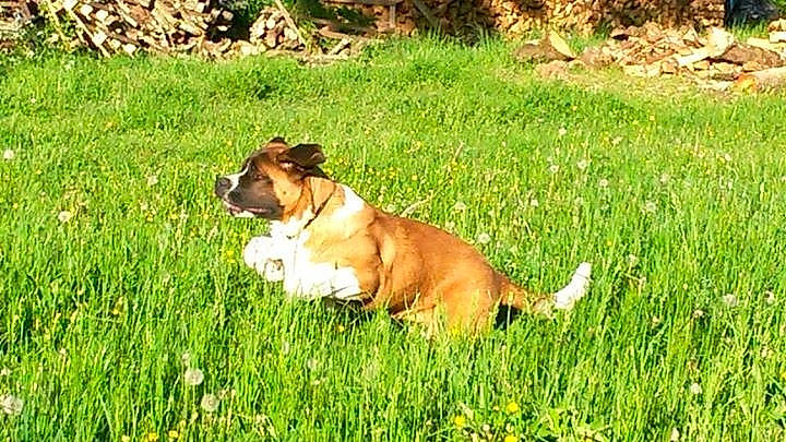 Joye a rejoint le concours — aidez-le/la à gagner de superbes lots ! bulldog, canidae, carnivore, companion_dog, dog, dog_breed, fawn, grass, mammal, non_sporting_group, old_english_bulldog, perro_de_presa_mallorquin, plant, sporting_group, vertebrate