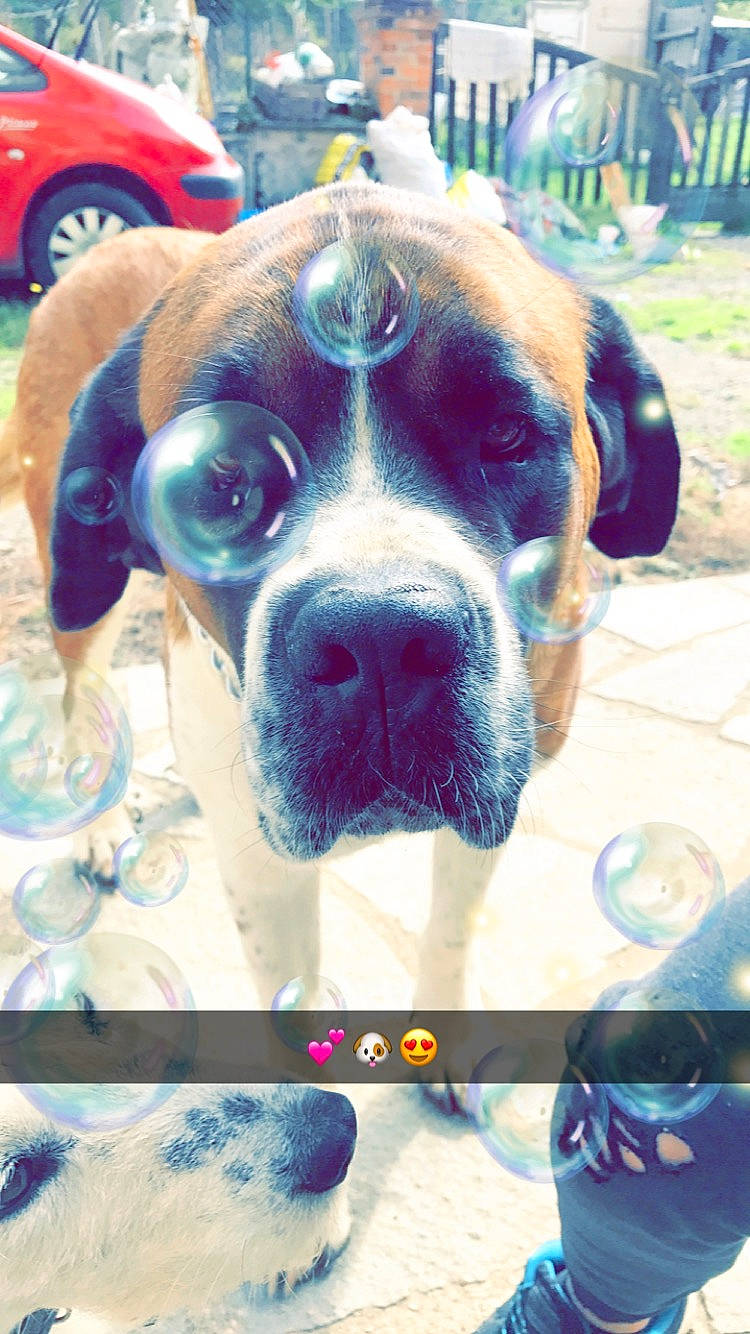 Joye participe au concours pour gagner de l'argent avec cette photo : ancient_dog_breeds, boerboel, boxer, bullmastiff, canidae, carnivore, dog, dog_breed, fawn, mammal, rare_breed_dog, snout, sporting_group, working_dog