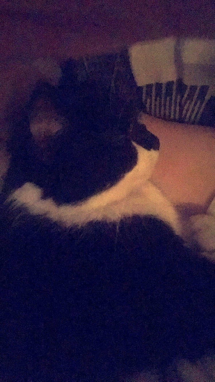 Dora a rejoint le concours — aidez-le/la à gagner de superbes lots ! blue, canidae, cat, cloud, felidae, leg, meteorological_phenomenon, paw, sky, small_to_medium_sized_cats, tail, whiskers