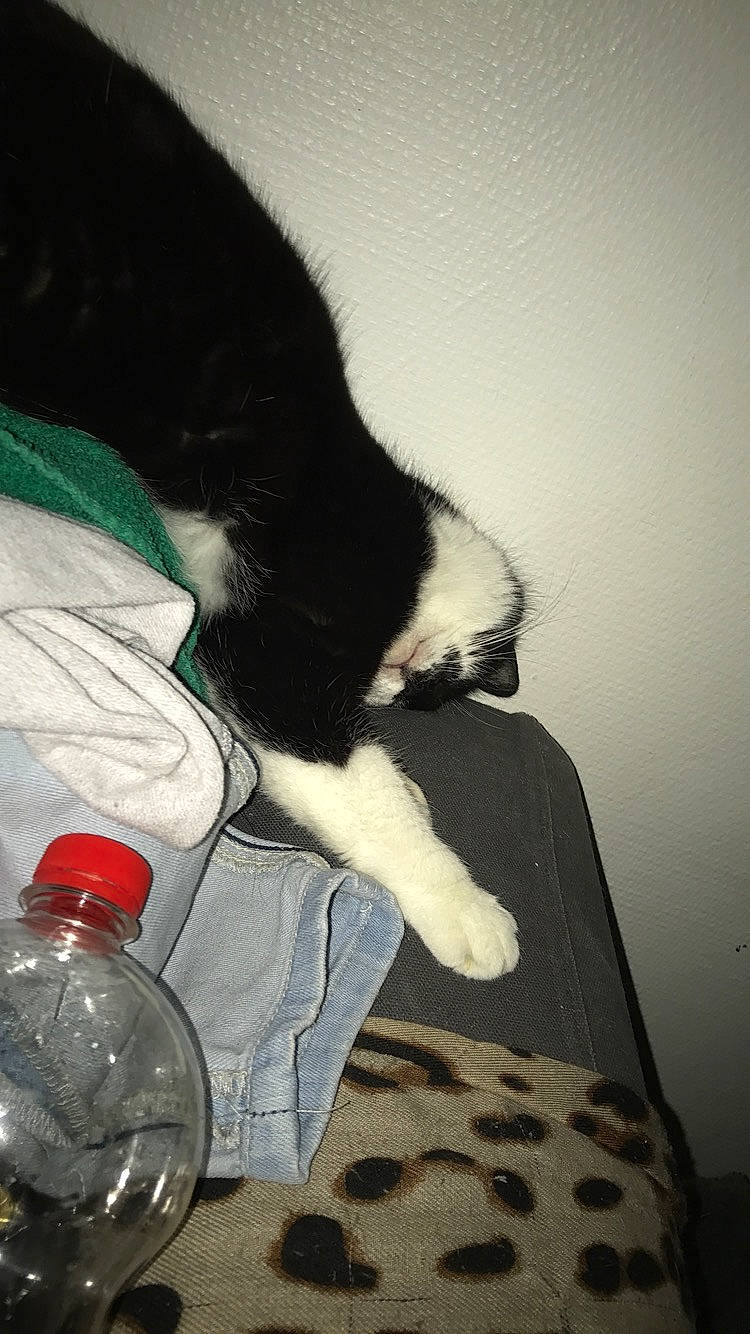 Dora participe au concours pour gagner de l'argent avec cette photo : canidae, carnivore, cat, drinking, felidae, plastic_bottle, small_to_medium_sized_cats, tail, water, whiskers