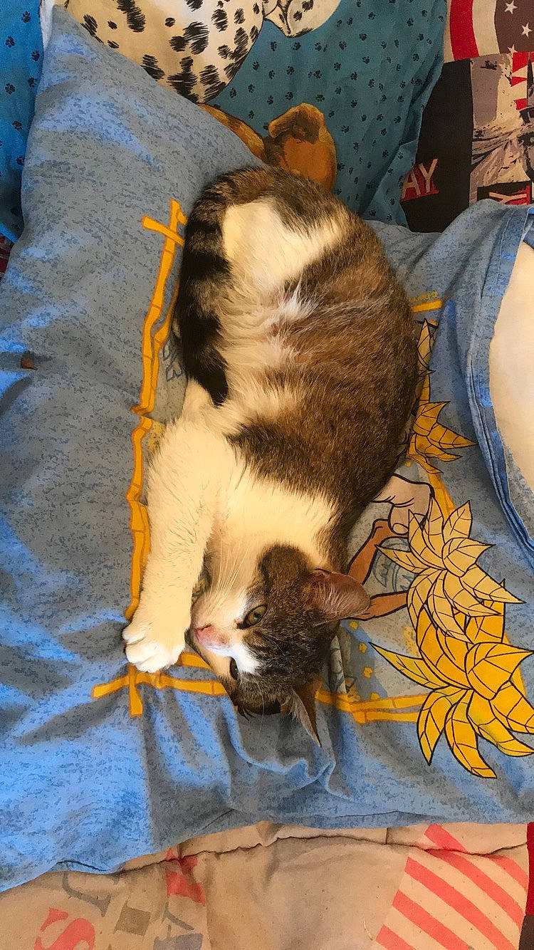 Cookie a rejoint le concours — aidez-le/la à gagner de superbes lots ! aegean_cat, carnivore, cat, domestic_short_haired_cat, european_shorthair, fawn, felidae, fur, kitten, small_to_medium_sized_cats, tail, whiskers