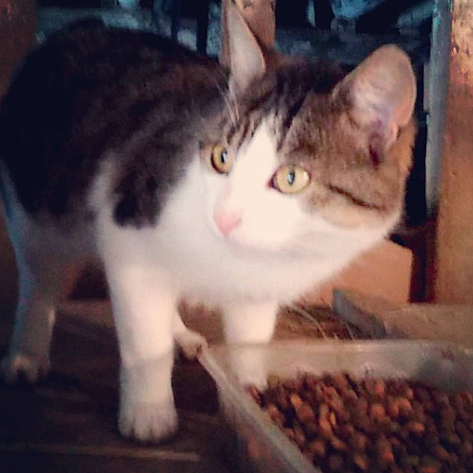 Cookie a rejoint le concours — aidez-le/la à gagner de superbes lots ! aegean_cat, american_wirehair, asian, carnivore, cat, domestic_short_haired_cat, eating, european_shorthair, eye, felidae, kitten, polydactyl_cat, sky, small_to_medium_sized_cats, whiskers