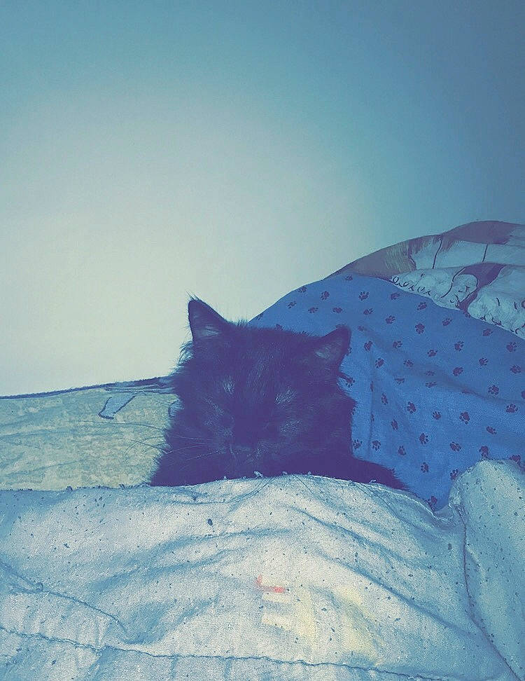 Pepette participe au concours pour gagner de l'argent avec cette photo : arctic, blue, carnivore, cat, felidae, ice, sky, small_to_medium_sized_cats, whiskers, winter