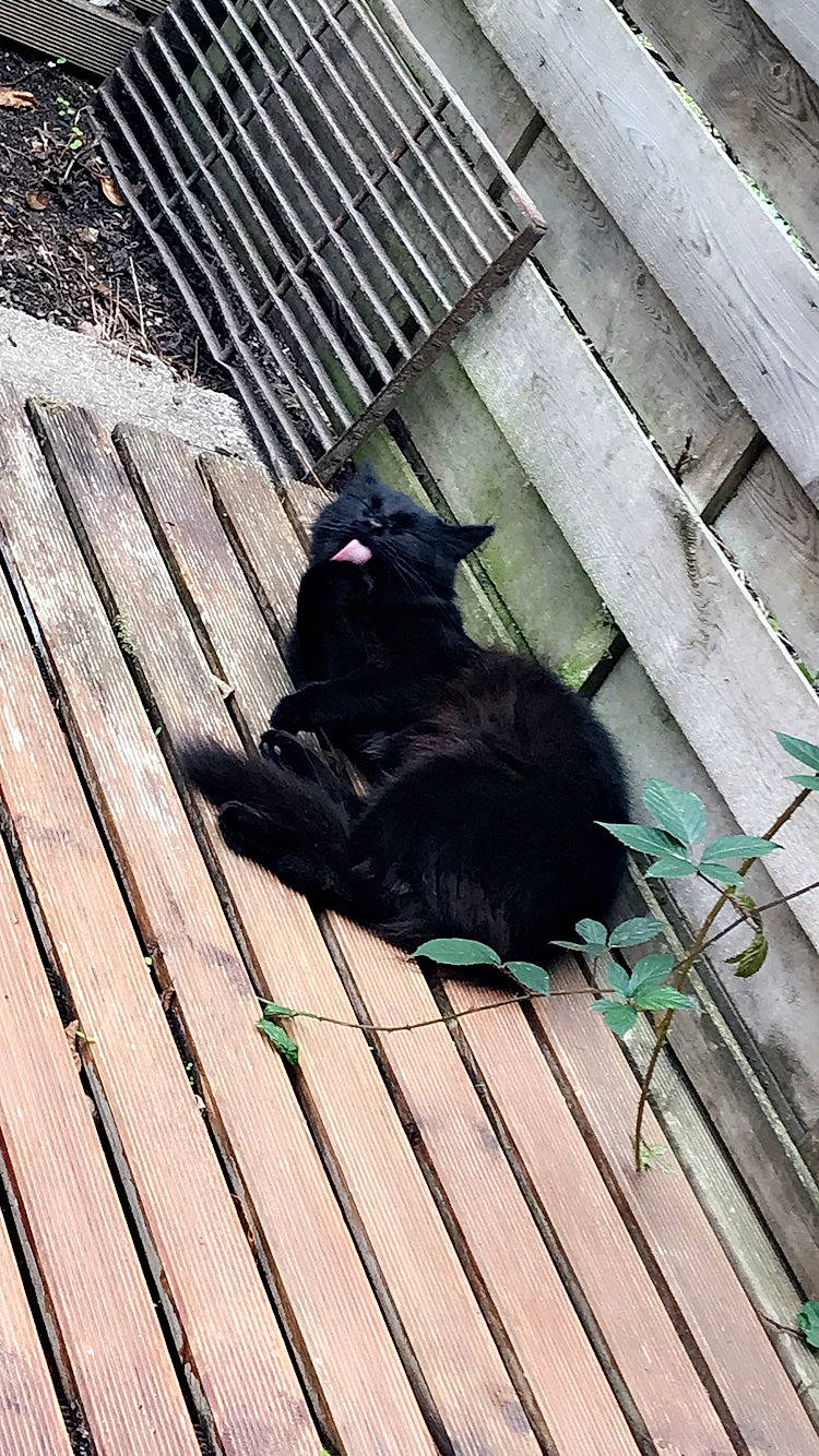 Pepette participe au concours pour gagner de l'argent avec cette photo : black_cat, canidae, carnivore, cat, felidae, small_to_medium_sized_cats, sporting_group