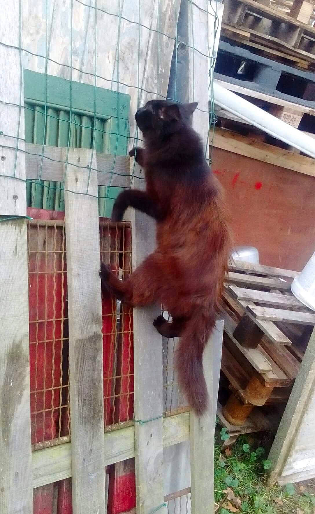 Pepette a rejoint le concours — aidez-le/la à gagner de superbes lots ! carnivore, cat, fawn, felidae, zoo