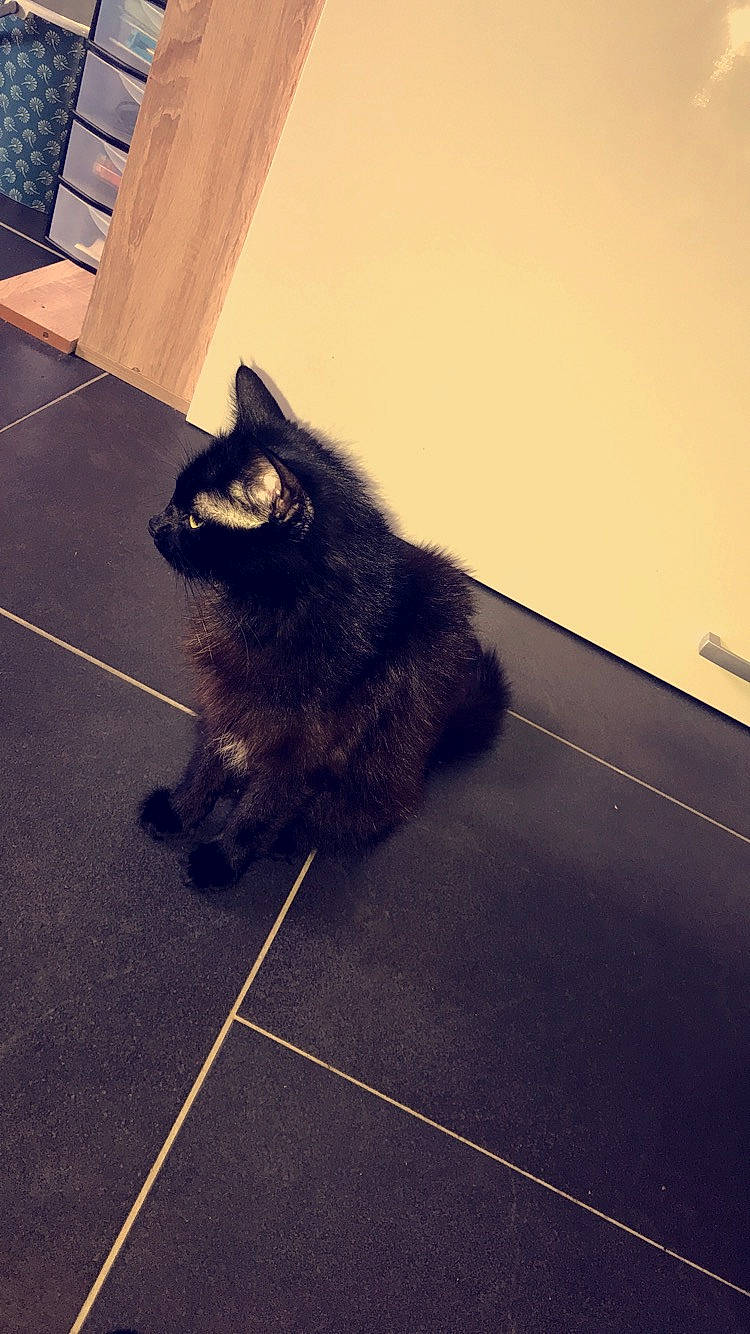 Pepette participe au concours pour gagner de l'argent avec cette photo : black_cat, carnivore, cat, cymric, domestic_long_haired_cat, domestic_short_haired_cat, fawn, felidae, floor, flooring, fur, kurilian_bobtail, mammal, small_to_medium_sized_cats, tail, whiskers